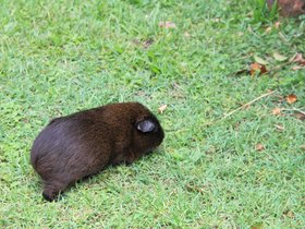 2013-12-26-55 Bob the wombat (c) Alison Moore.jpg